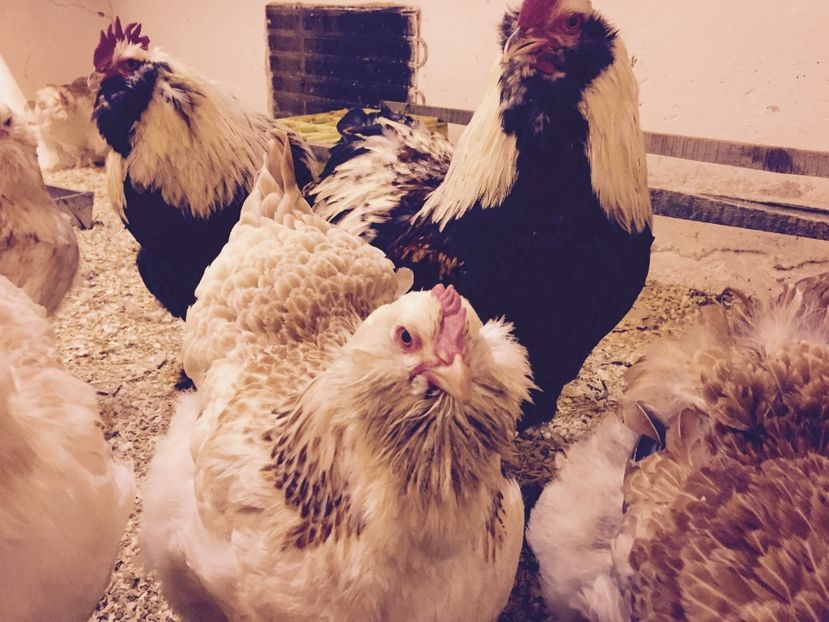  - 1 Faverolles Somon