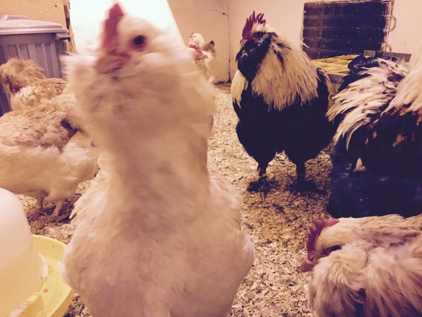  - 1 Faverolles Somon