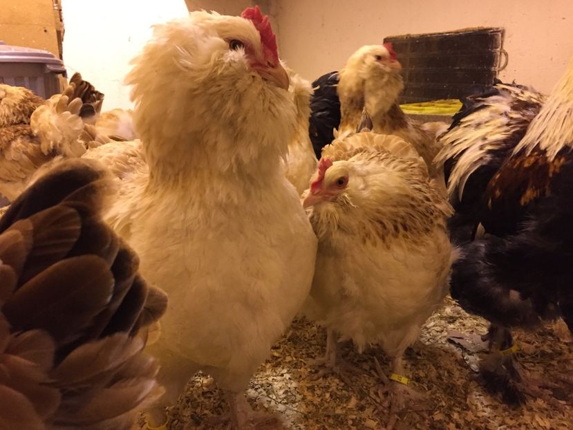  - 1 Faverolles Somon