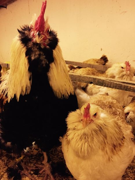  - 1 Faverolles Somon