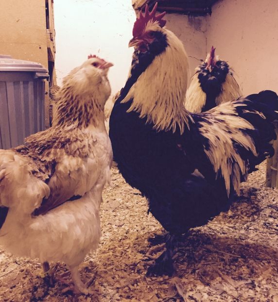  - 1 Faverolles Somon