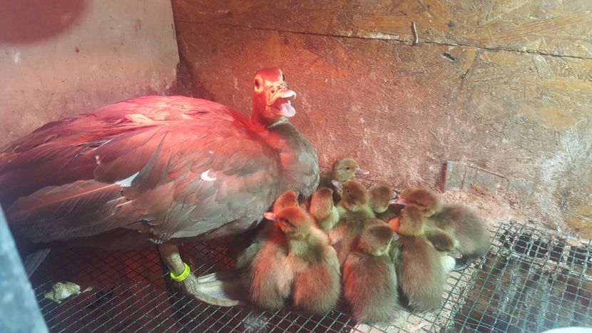 cea mai cuminte rata - Bomboane asortate 2018