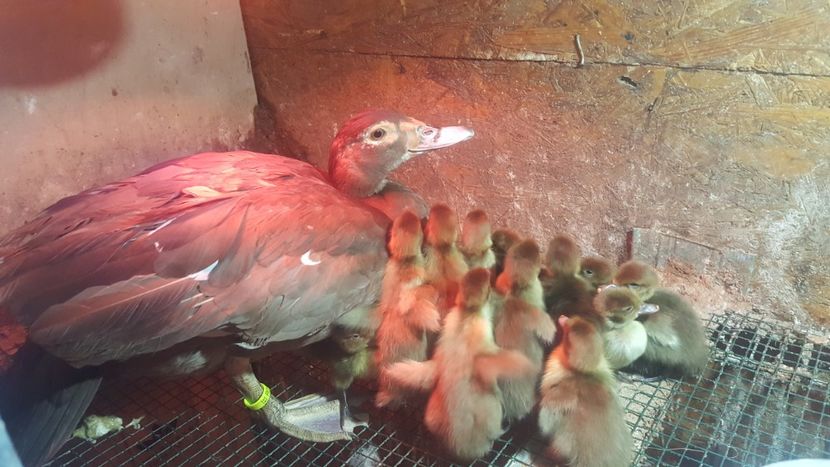 pe care am avut-o vreodata - Bomboane asortate 2018