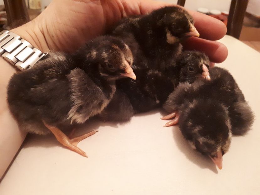 Seria a III-a din februarie - Wyandotte argintiu