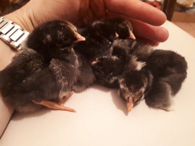  - Wyandotte argintiu