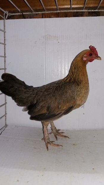 vanduta - De vanzare gainuse mi de flori