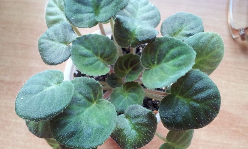  - Saintpaulia Velutina Lite