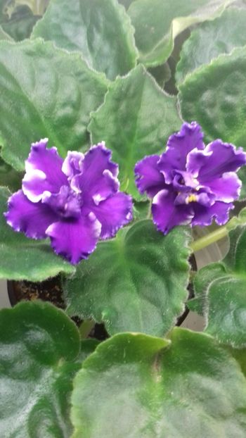 RS Secret Sign - 1violete inflorite 2018 2019