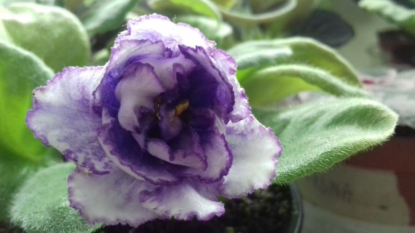 Rs Grace - 1violete inflorite 2018 2019