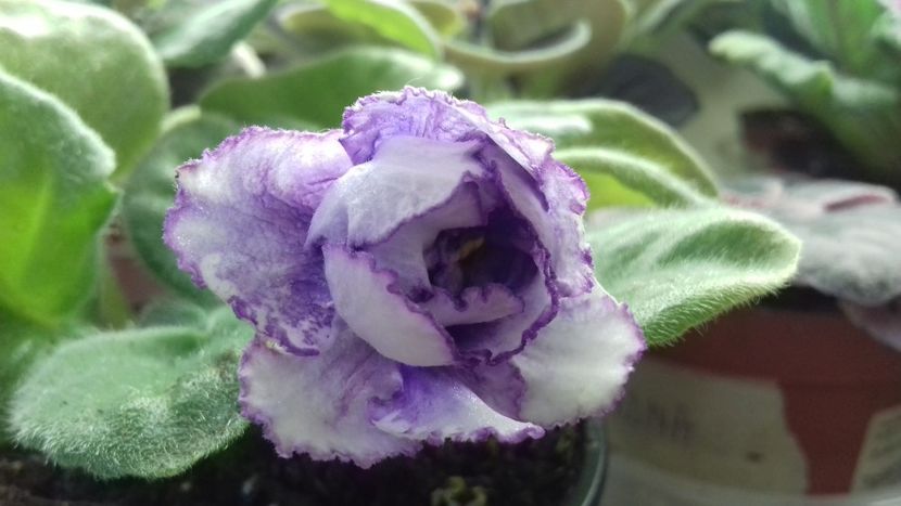 Rs Grace - 1violete inflorite 2018 2019