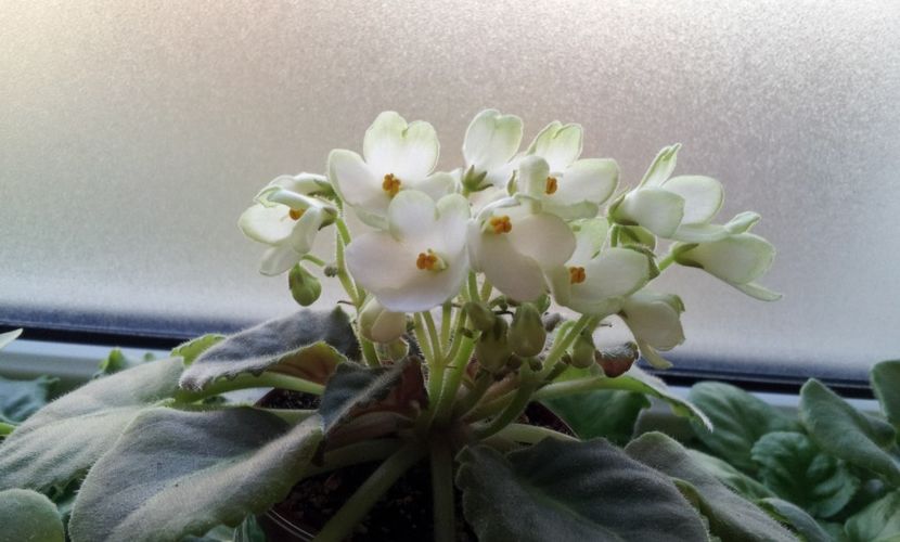  - Mac s Callow Carillion