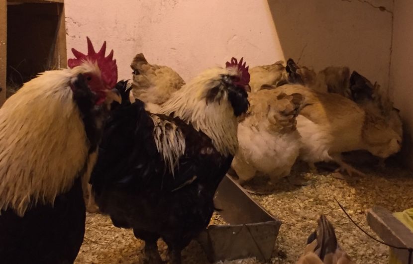  - 1 Faverolles Somon