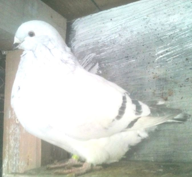  - - A - CRESCATOR POLIVALENT