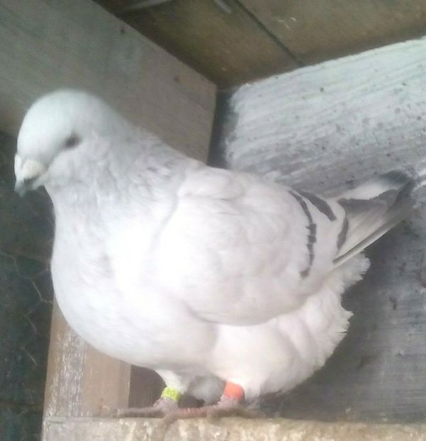 ARIOLA  F2017 - - A - CRESCATOR POLIVALENT