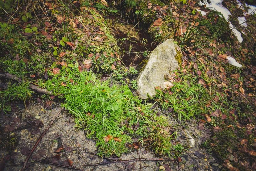 Iarba verde in plina iarna - Iarna 2018