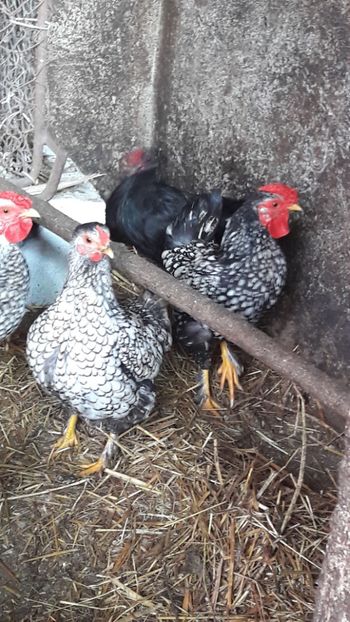  - Metis wyandotte argintiu pitic