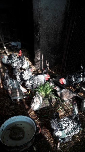  - Metis wyandotte argintiu pitic