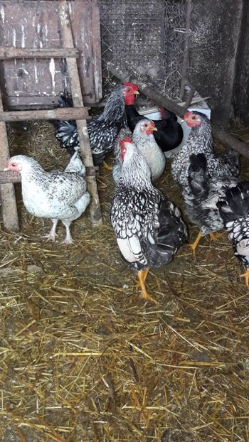  - Metis wyandotte argintiu pitic