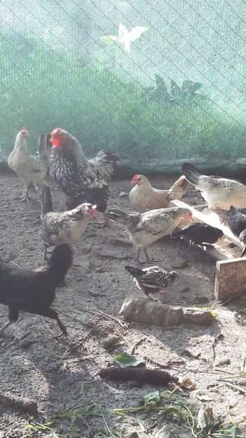  - Metis wyandotte argintiu pitic