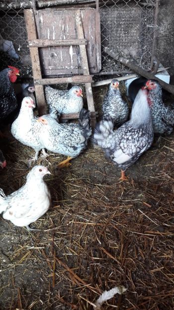  - Metis wyandotte argintiu pitic