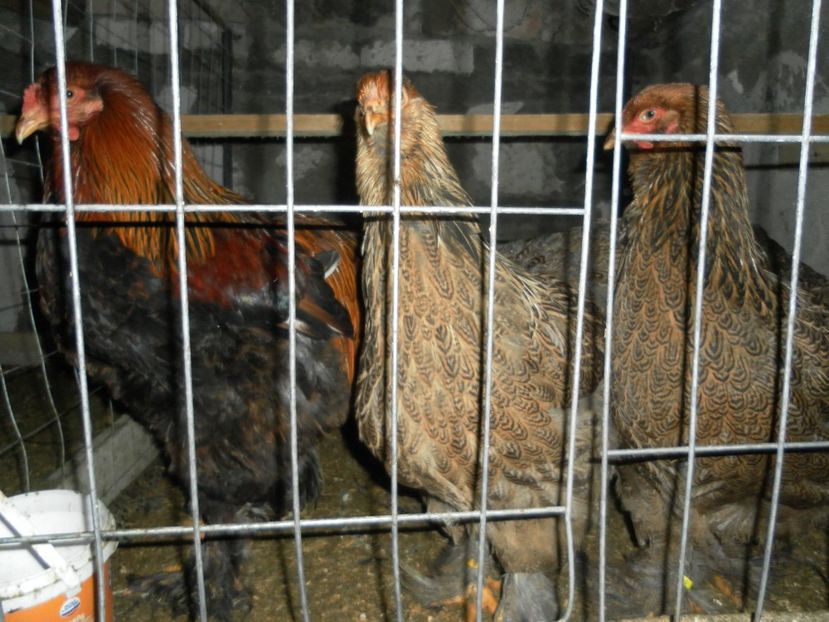 SAM_0076 - A Brahma potirnichiu