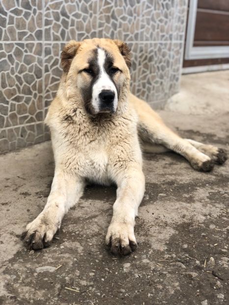 BDD888A2-1ECD-4A88-A689-38ED00AC6BB0 - 1 Căței Asia Centrală 2017-2018