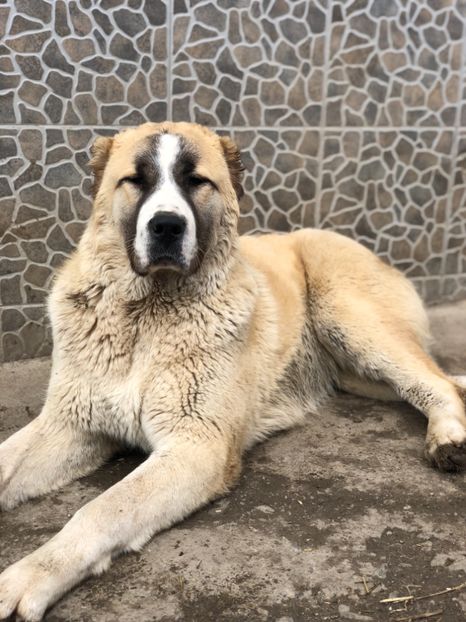 50782B0C-C79B-47F2-9502-5D0ADEA57778 - 1 Căței Asia Centrală 2017-2018