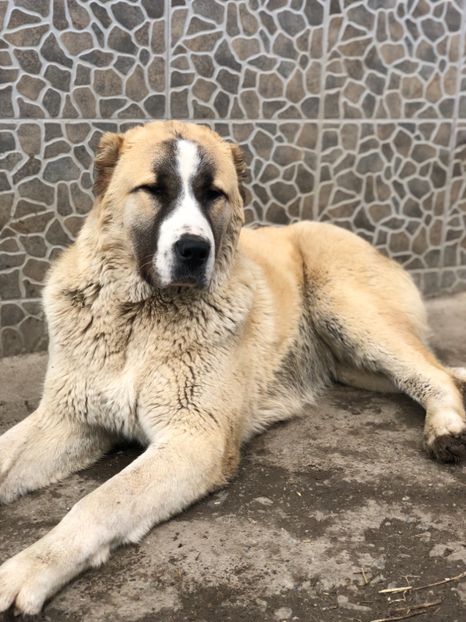 38F006FA-0F3E-45BA-BE86-4124152FF6C7 - 1 Căței Asia Centrală 2017-2018