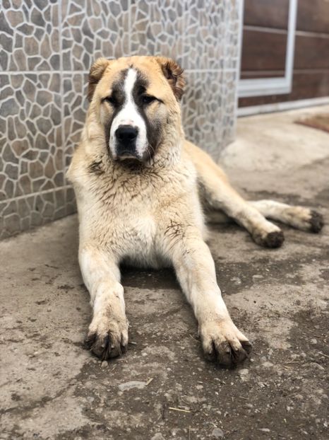 9A29ACDE-F6AA-4EC6-880C-FE250471C54A - 1 Căței Asia Centrală 2017-2018