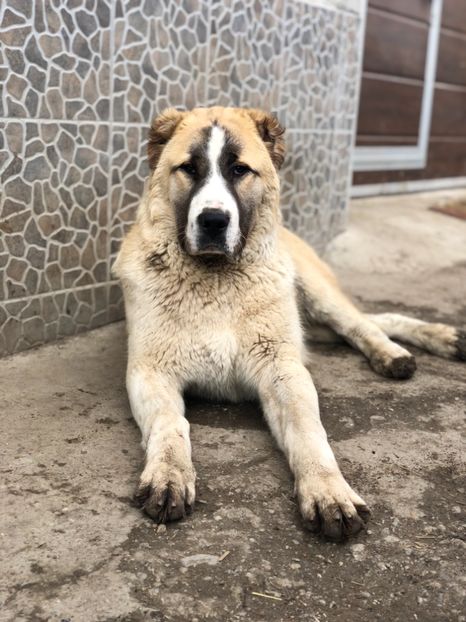 937E8BE8-A9FA-4DEE-A491-24DA87C04A78 - 1 Căței Asia Centrală 2017-2018