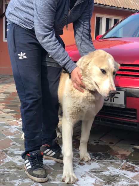 D83A4B10-AD7F-4EA8-9AD8-752B9D5E9D3F - 1 Căței Asia Centrală 2017-2018