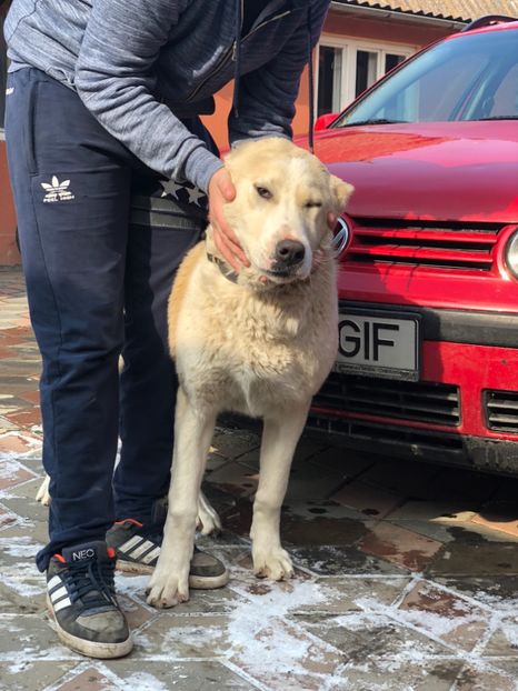 E6CA5C1D-679E-4969-83B4-B7136C83A964 - 1 Căței Asia Centrală 2017-2018