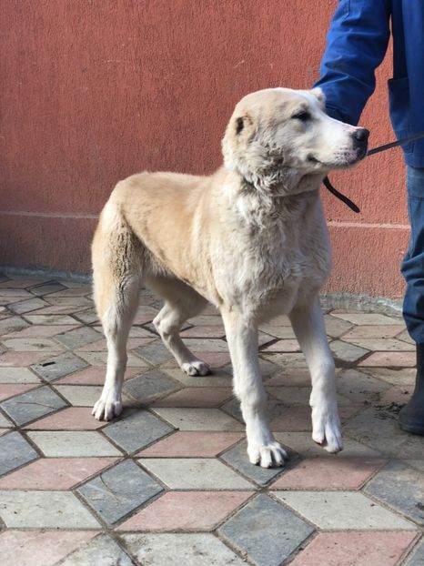 DE69D000-A2CC-4C38-9127-BBC942E0D5E6 - 1 Căței Asia Centrală 2017-2018