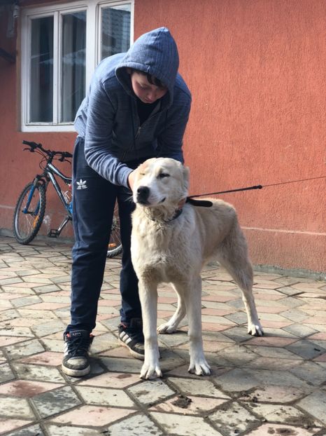 3AD452DA-C14B-4647-8292-1674456C02BB - 1 Căței Asia Centrală 2017-2018