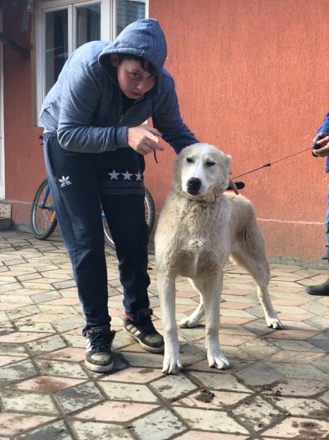 302F599E-8E9A-4110-AB15-84CB83C04F06 - 1 Căței Asia Centrală 2017-2018