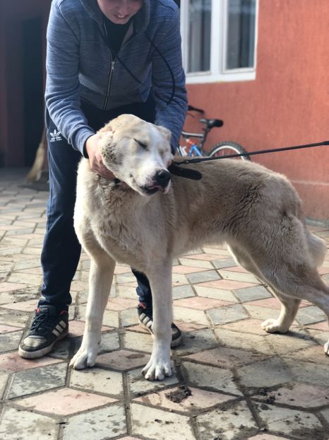 D8DB332F-1CA5-4B98-8948-828E55817E06 - 1 Căței Asia Centrală 2017-2018