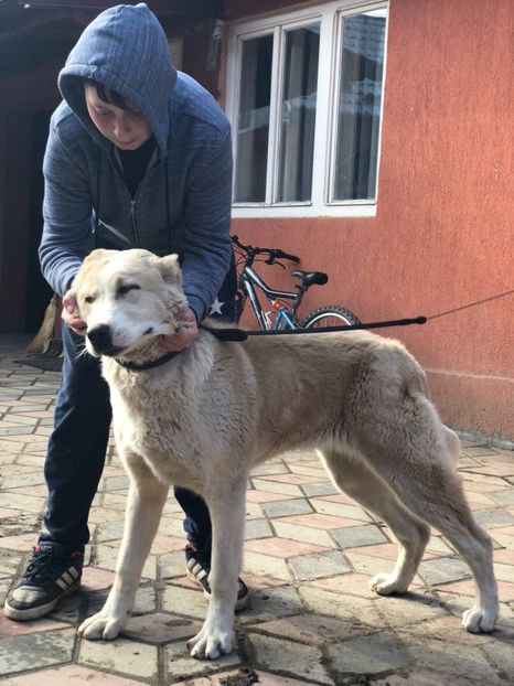 5A0555B7-FC13-48F9-9F38-4BBD594B73FA - 1 Căței Asia Centrală 2017-2018