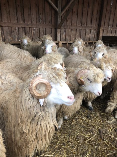 D26B936C-1997-4D21-90DD-CA12493A506D - a- berbecuți țurcani 2018