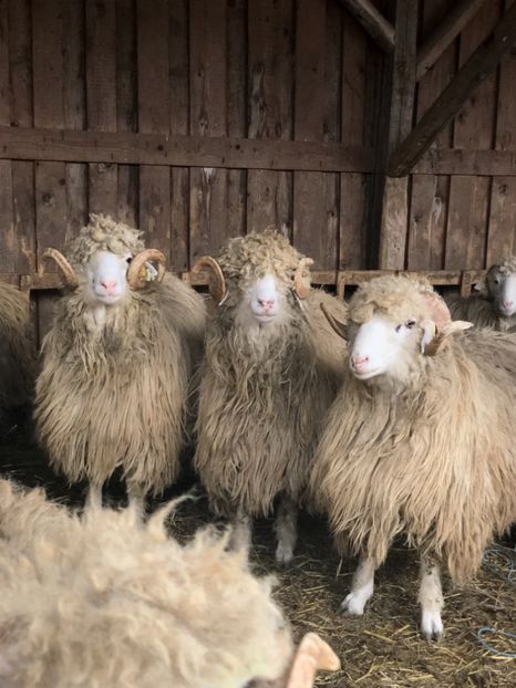 55B97E37-A954-4C83-8BB1-80783CE9756E - a- berbecuți țurcani 2018