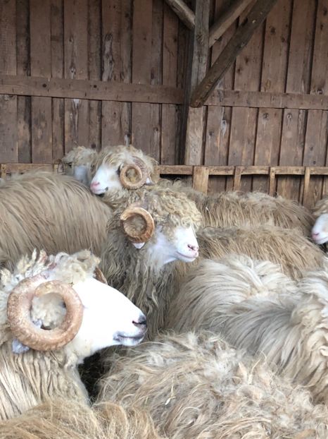 DB3E34E9-8BDF-4C1A-B131-9BD757DF5E1F - a- berbecuți țurcani 2018