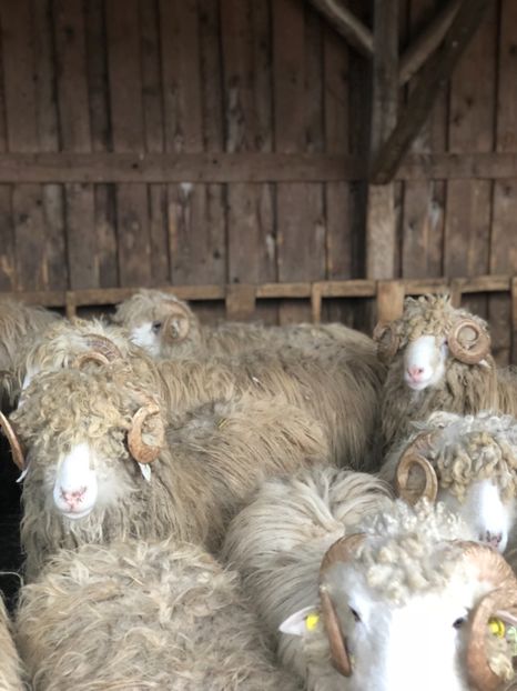 433D4242-108C-41FB-8443-B9C12EDDF679 - a- berbecuți țurcani 2018