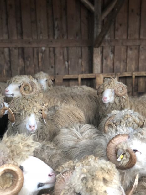 0A359C9A-983A-42AF-B259-5EAB9AE32338 - a- berbecuți țurcani 2018