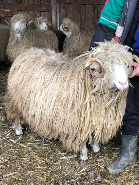 F66F5A25-E5D7-4B8B-9AF6-F2FF8F235A79 - a- berbecuți țurcani 2018