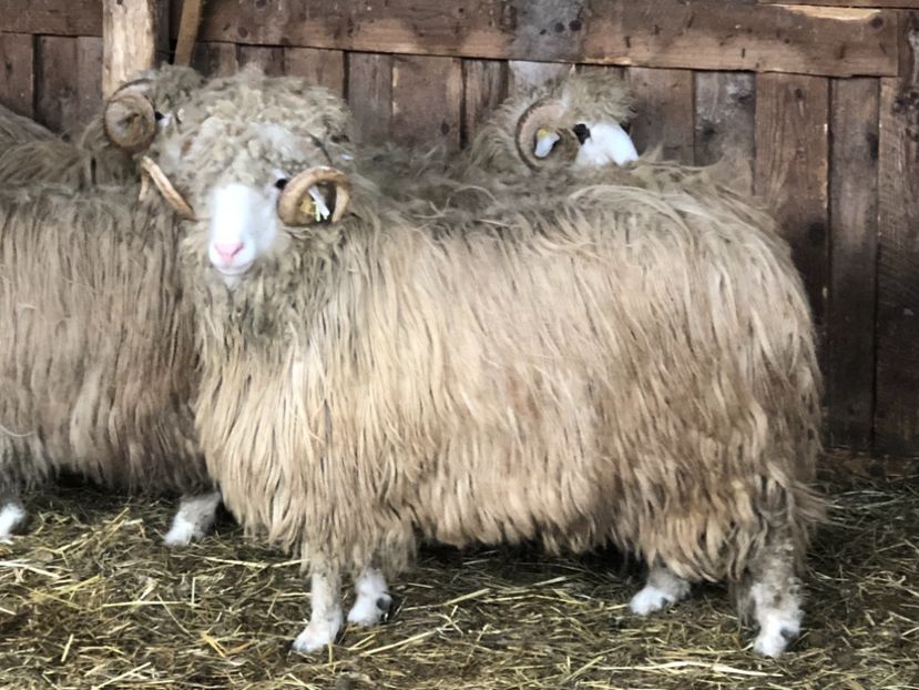 EE1336F1-514C-4F0B-8D33-9F9BAF46FD46 - a- berbecuți țurcani 2018