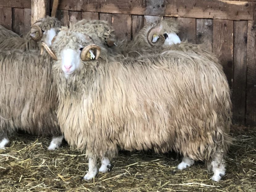 54580D65-5C7D-4F26-B0F4-A3A9E15BD57C - a- berbecuți țurcani 2018