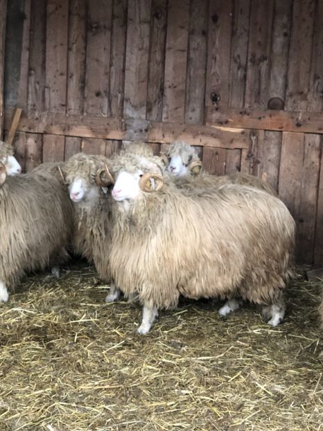 C717A280-E70D-41D9-914F-9719B9E39290 - a- berbecuți țurcani 2018