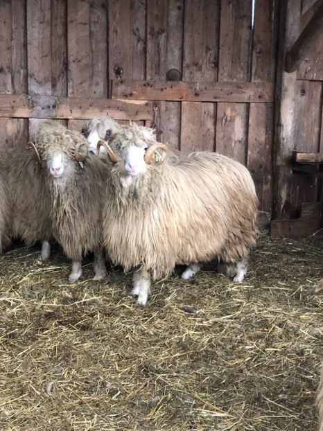 E0D0B355-3B12-4A74-AEFB-65090A6F5B23 - a- berbecuți țurcani 2018