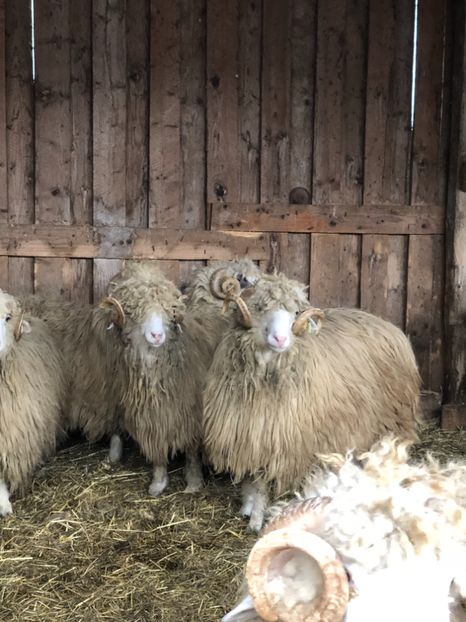 41B4715C-82BD-4F7F-97A0-6D4A644E702E - a- berbecuți țurcani 2018