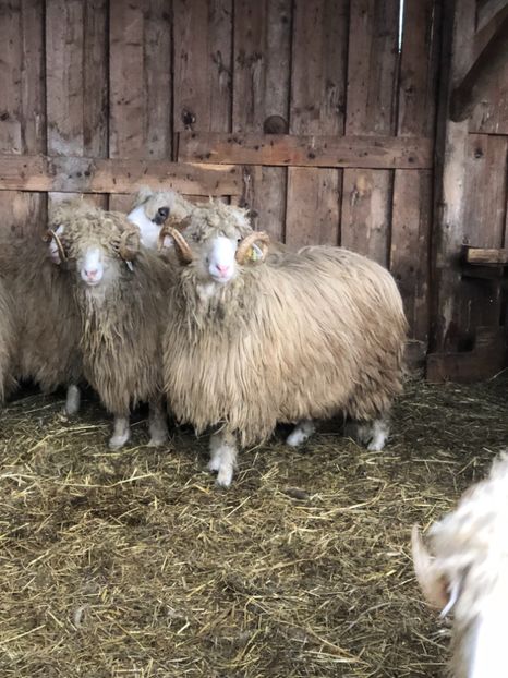 8DAE66F5-0C4B-4CD6-801B-4D7F1ED5C90D - a- berbecuți țurcani 2018