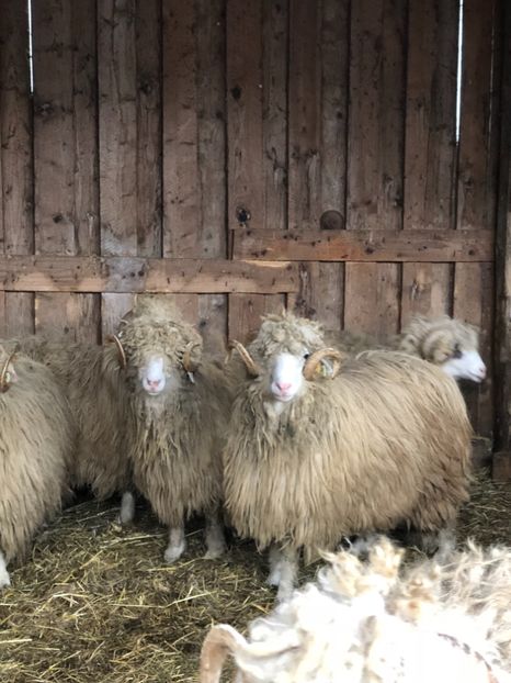 0C85D670-0BEC-4C21-9458-B74A54029767 - a- berbecuți țurcani 2018